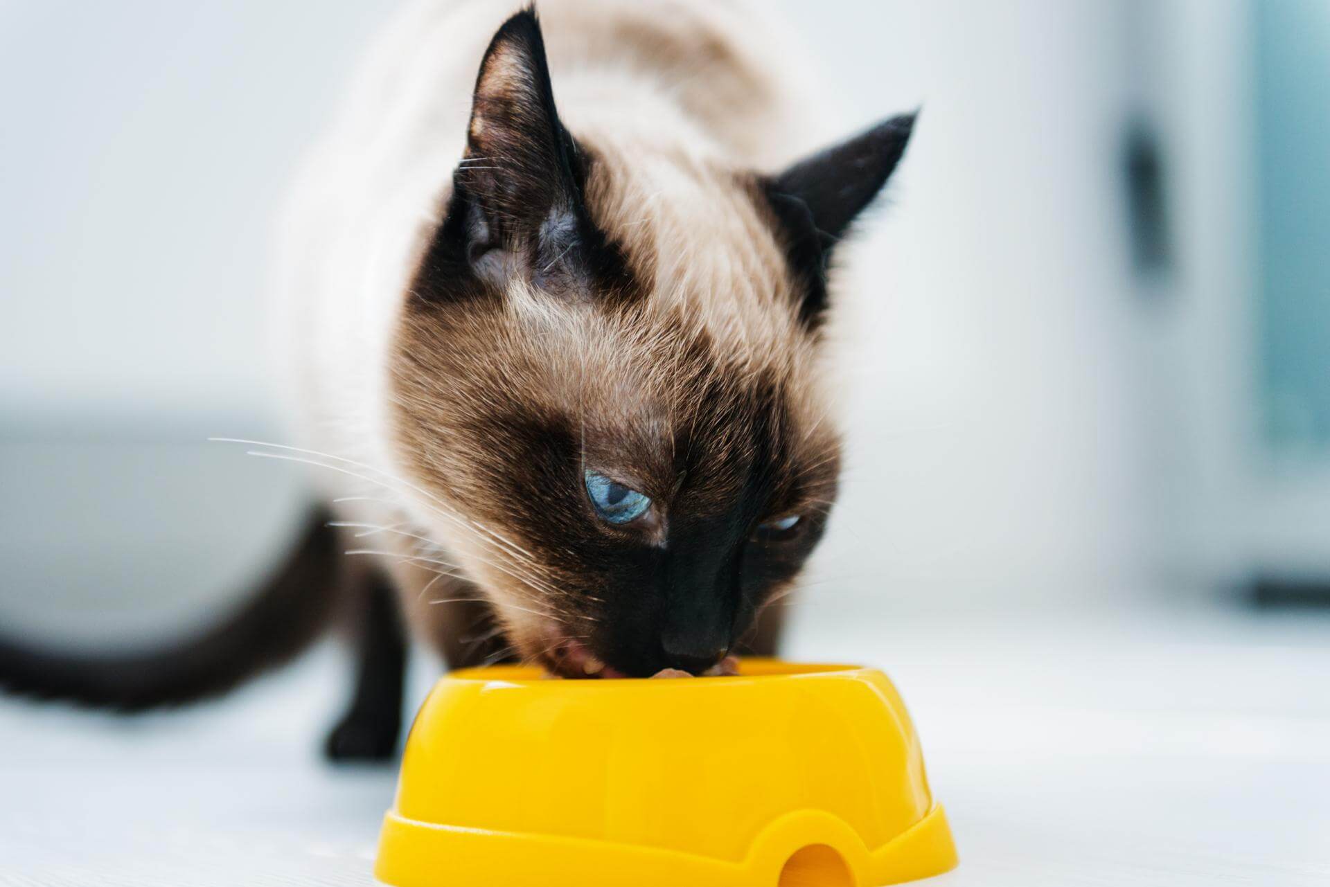 Food toxic to cats