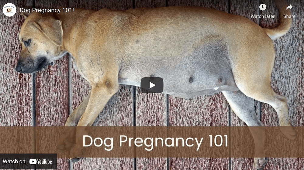 do pregnant dogs sleep a lot before giving birth