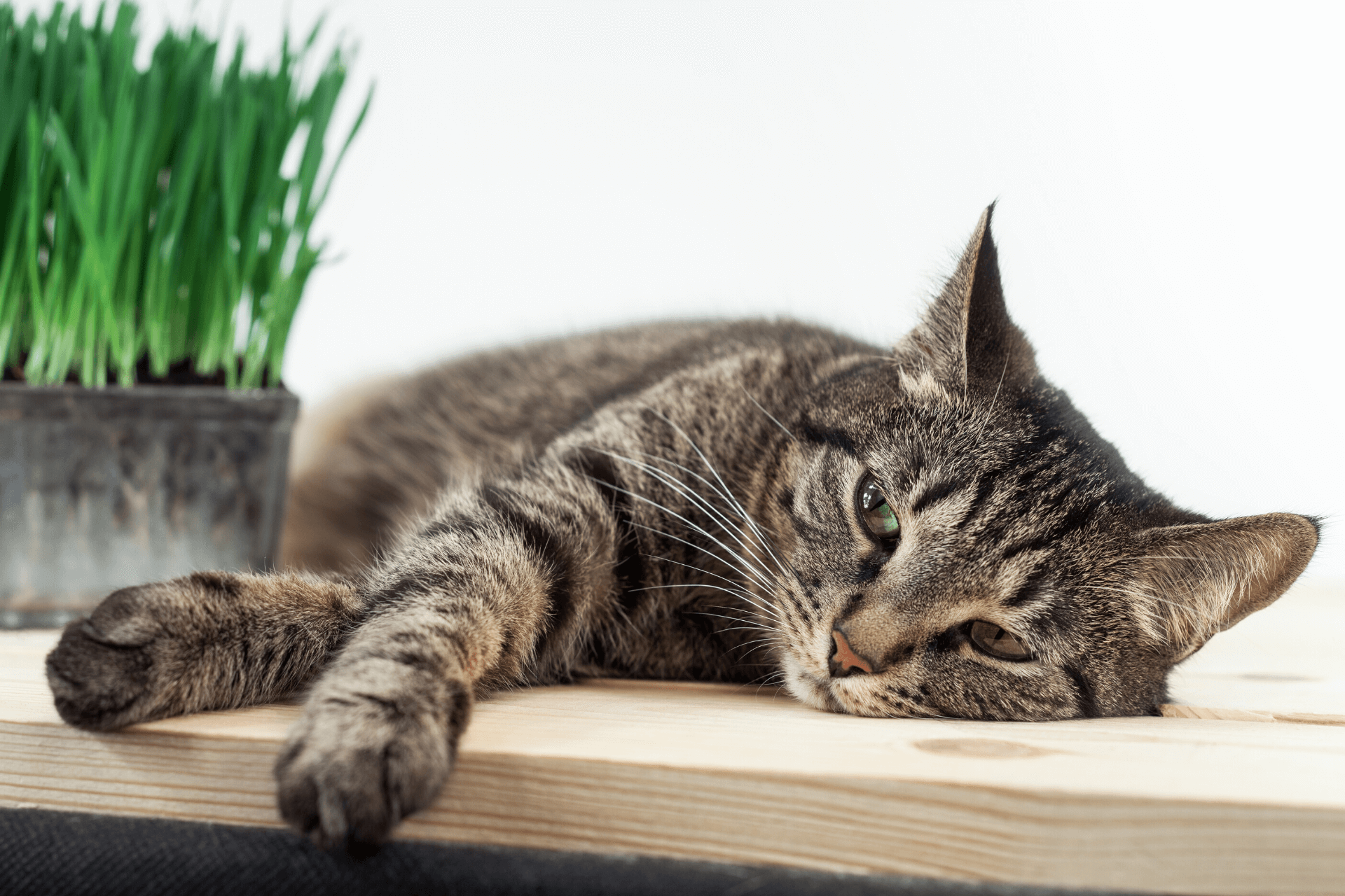 Foods that can make cats sick