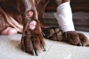 Dog injury care