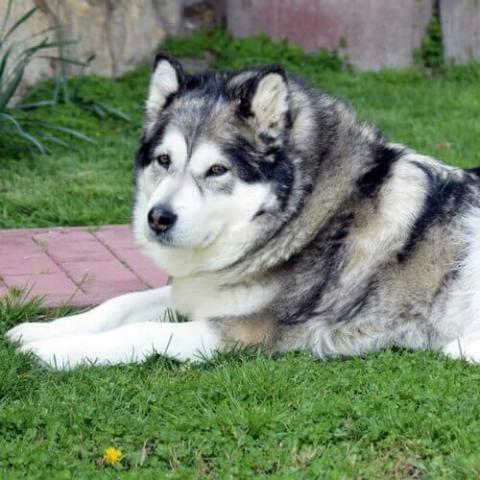 Alaskan Malamute Dog Breed Info