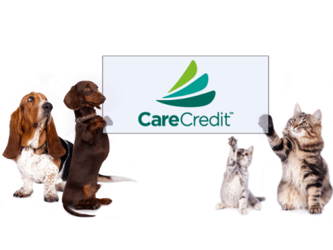 Care Credit Financial Services for Pets