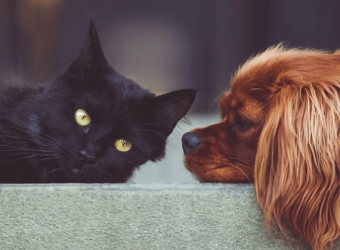The Many Benefits to Getting Your Pets Spayed or Neutered