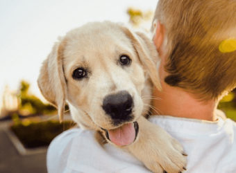 Puppy Vaccination FAQs and The Answers You Need to Know