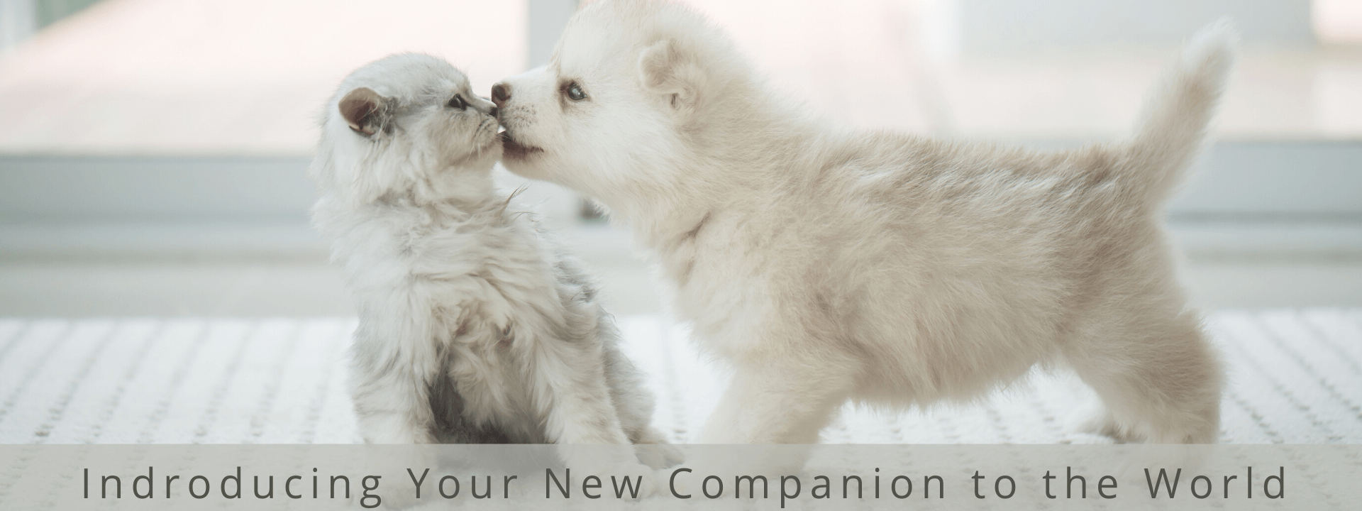 Indroducing Your New Companion to the World