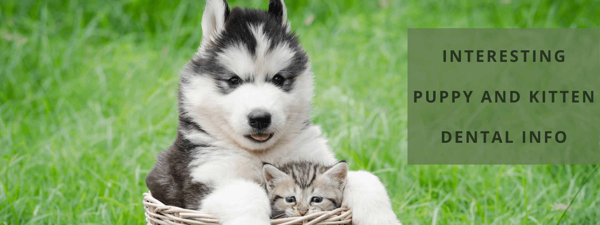 Puppy and Kitten Dental Info