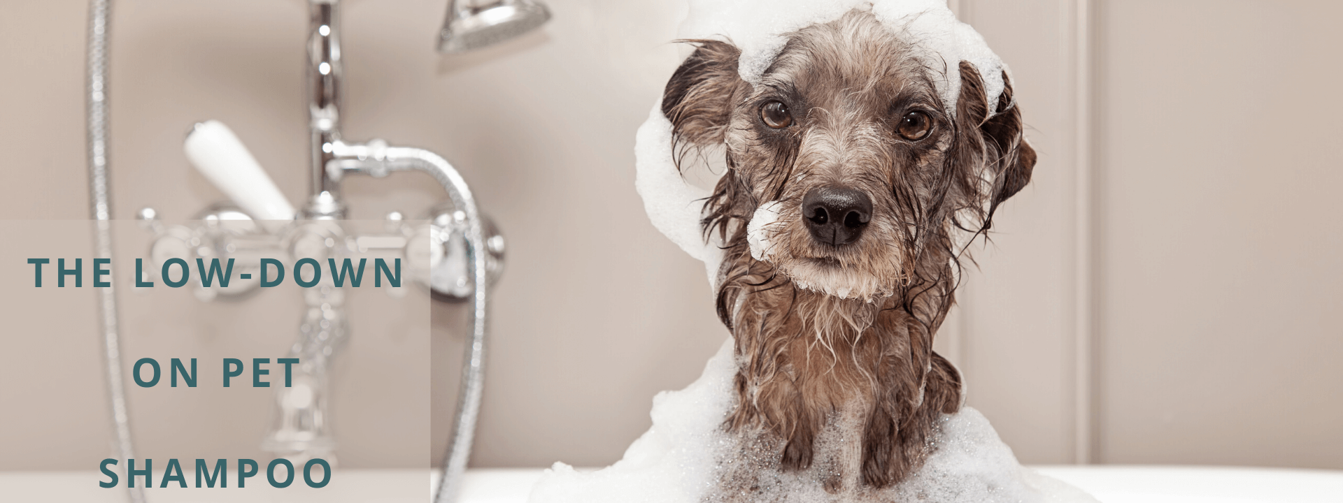 The Down-Low on Pet Shampoo