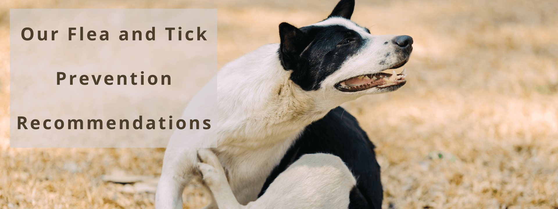 What Flea and Tick Medications Do We Recommend