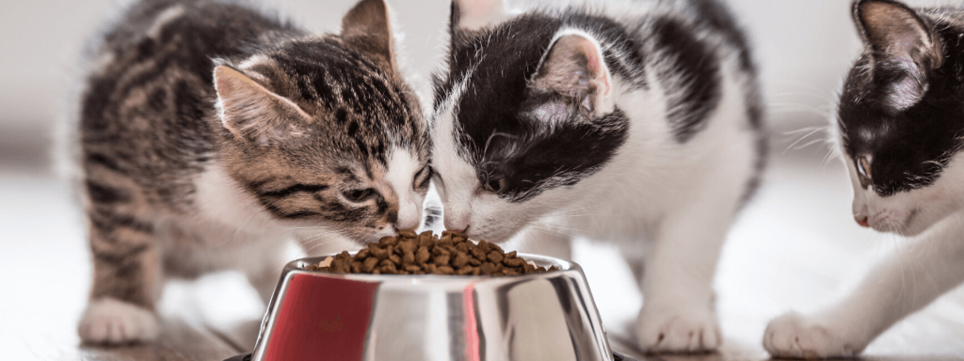 Foods to avoid feeding your cat