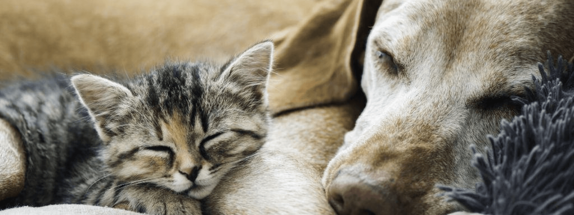 dog and cat euthanasia